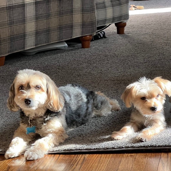 Meet your Posher, Katie - Picture 5 of 5